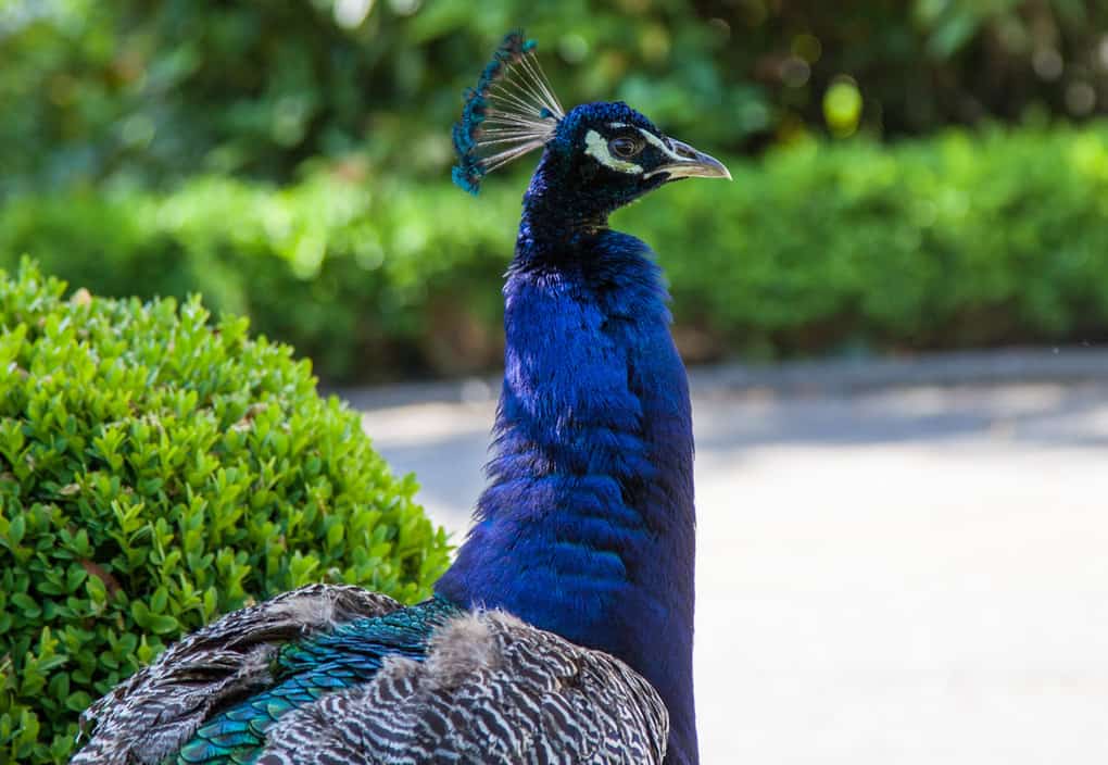 Peacock on Maison Grandsire Grounds